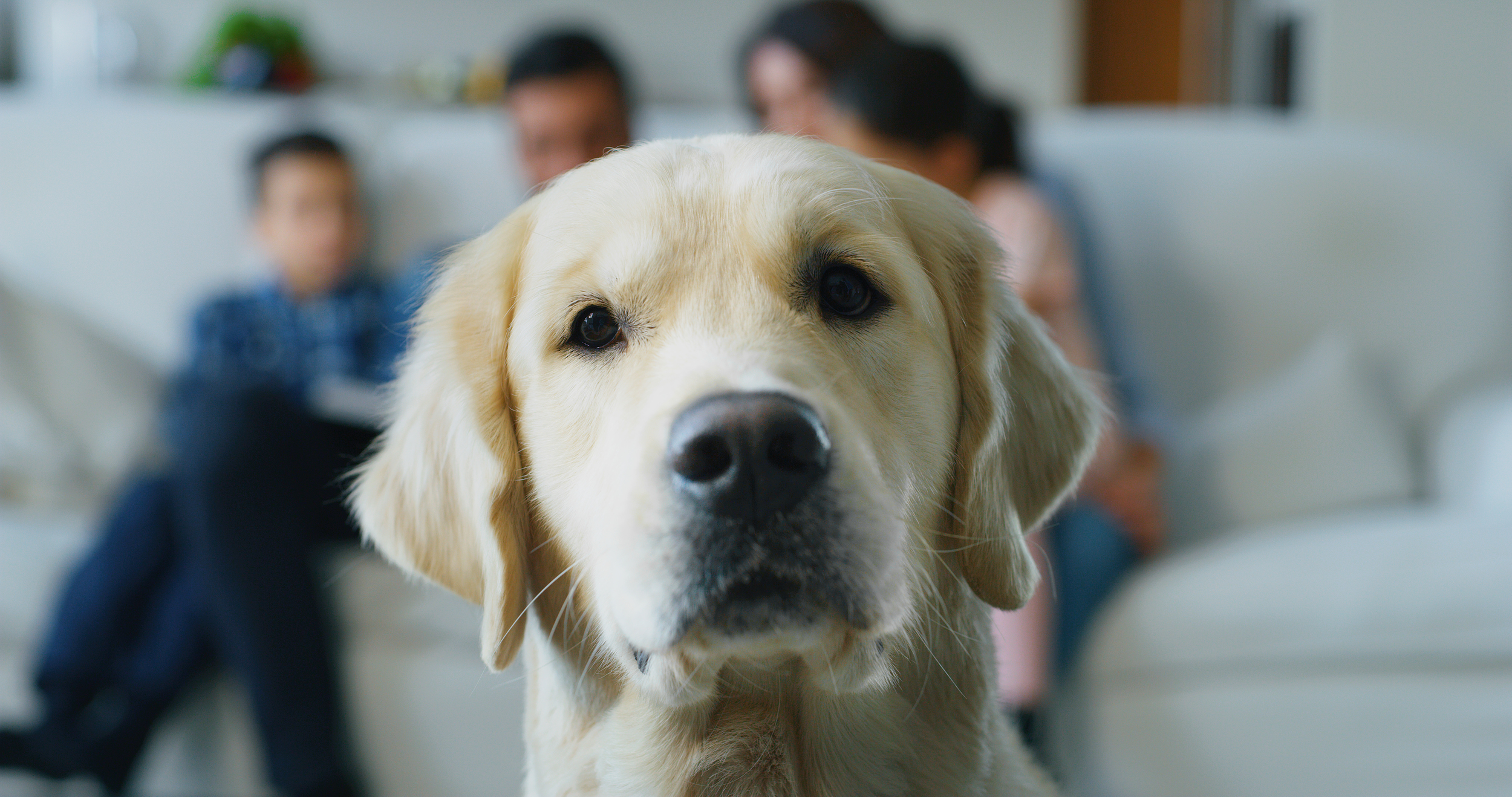 Golden Retriever with Family in Background