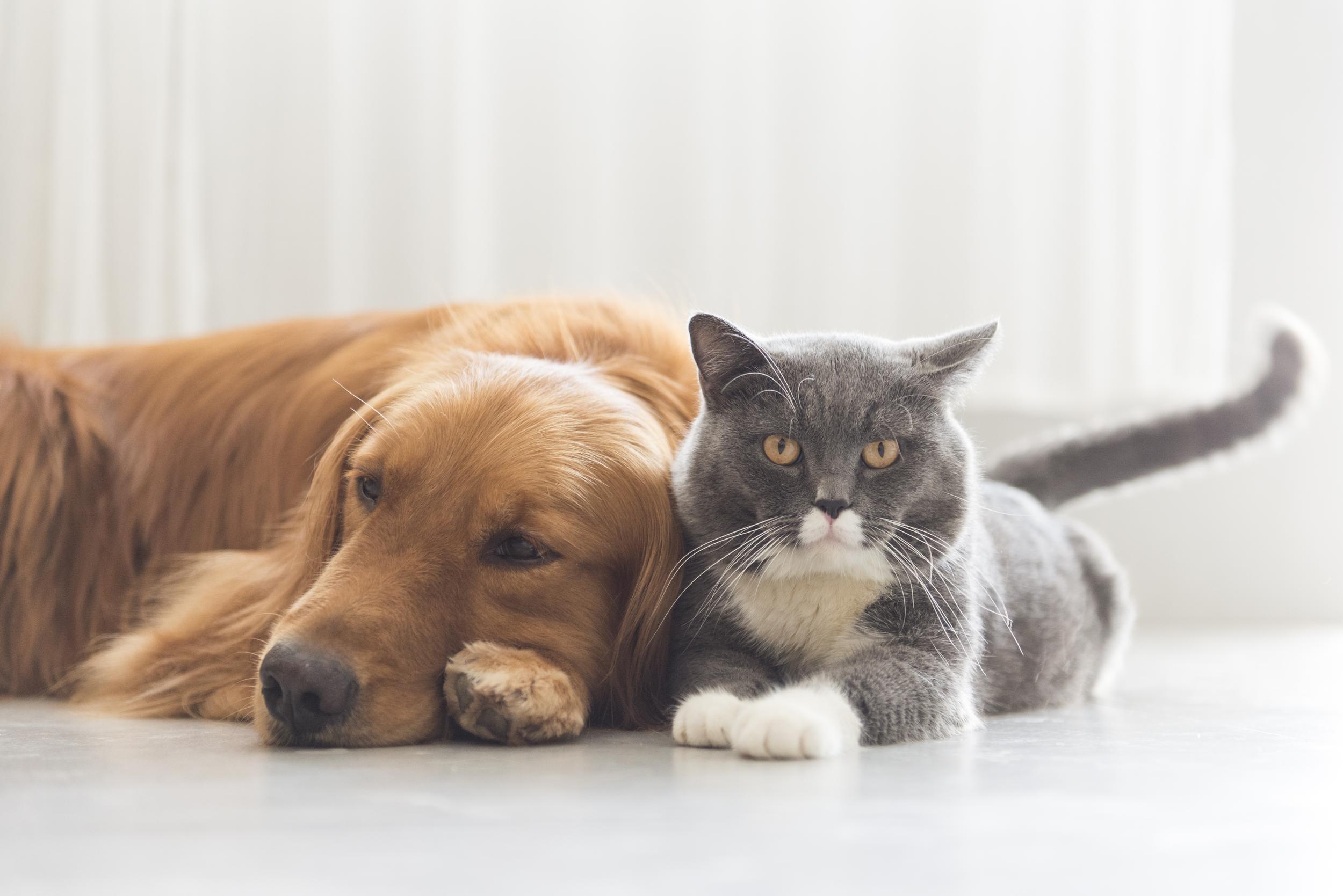 Brown Dog and Grey Cat Snuggled Together